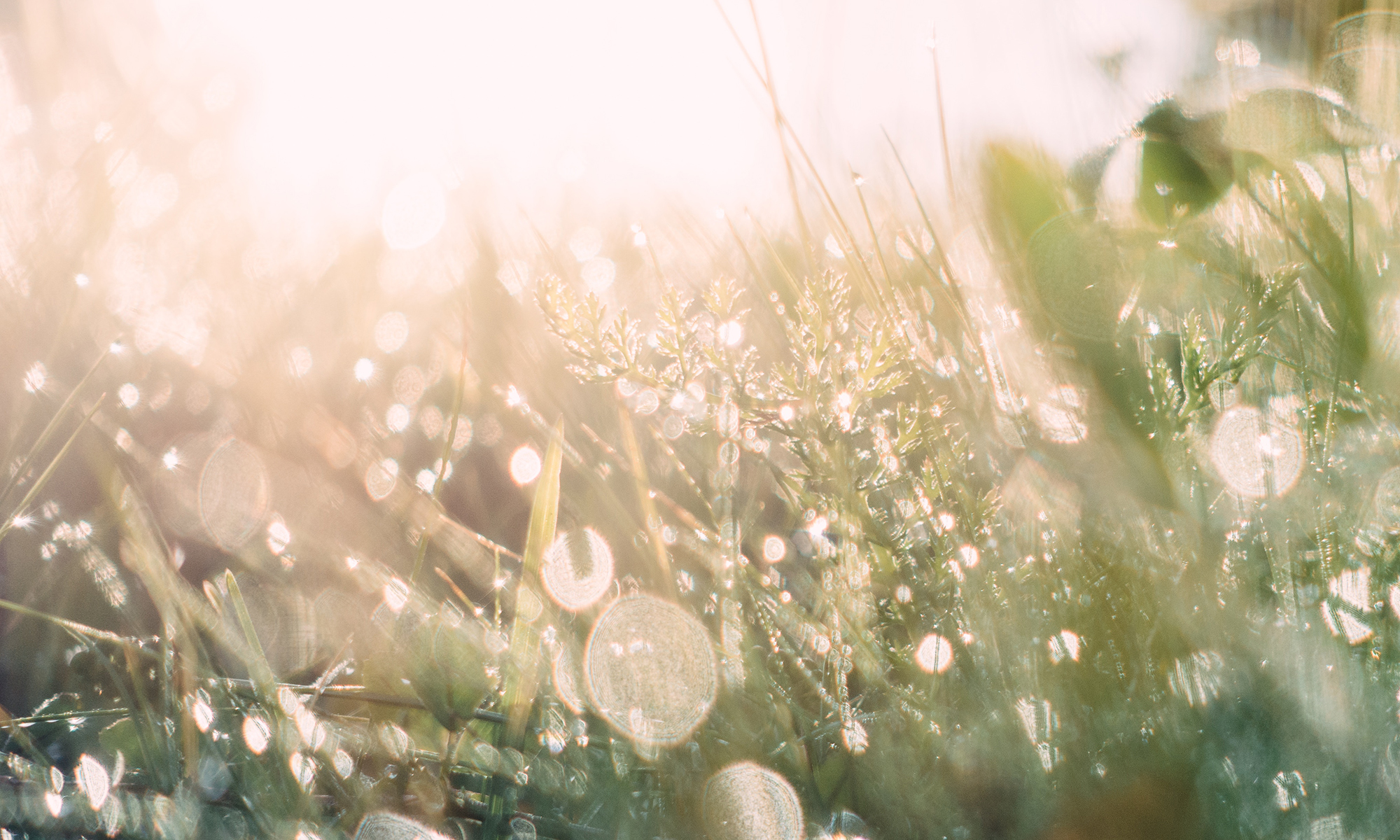 jen-we-596215-unsplash