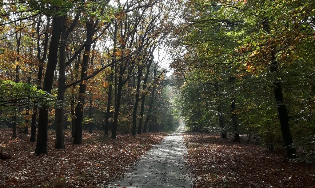 Bospad in de herfst