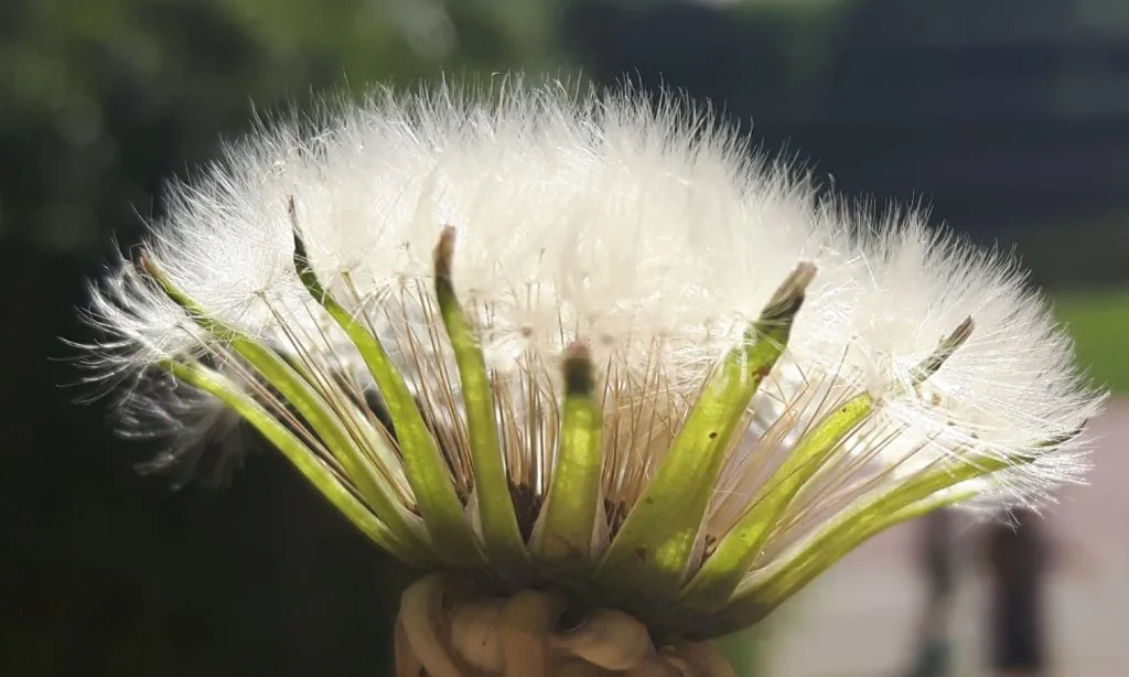 Paardenbloem-pluizenbol tegen een groene achtergrond