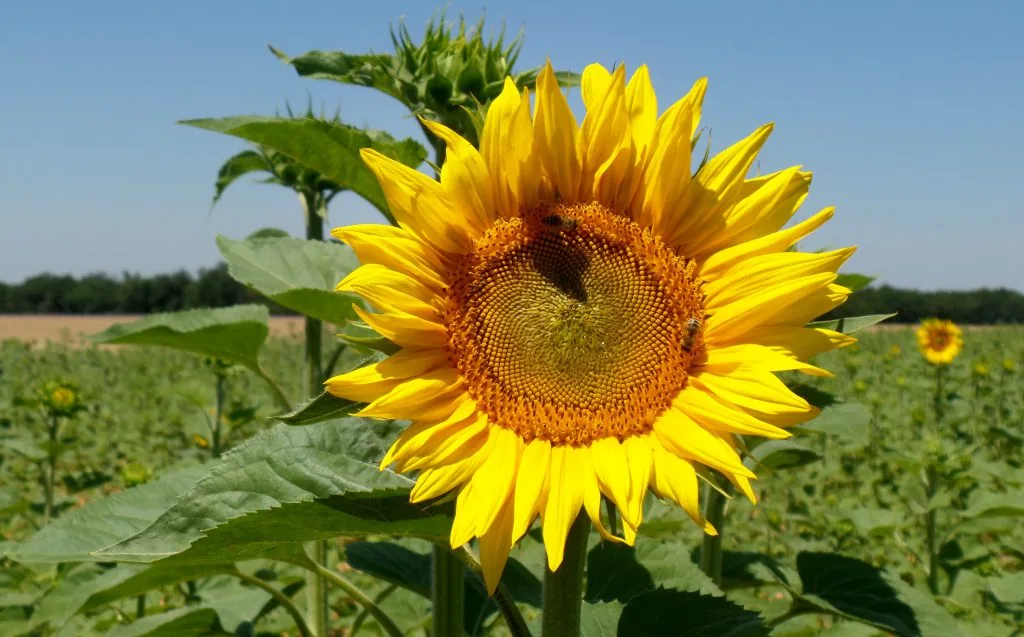 Zonnebloem in een zonnig veld