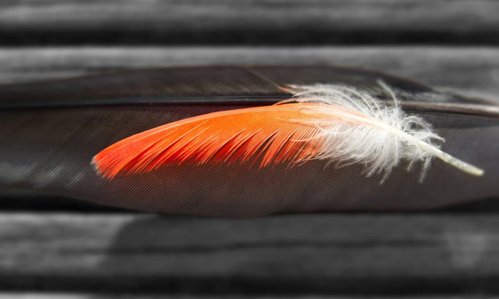 Oranje veer op een donkere ondergrond