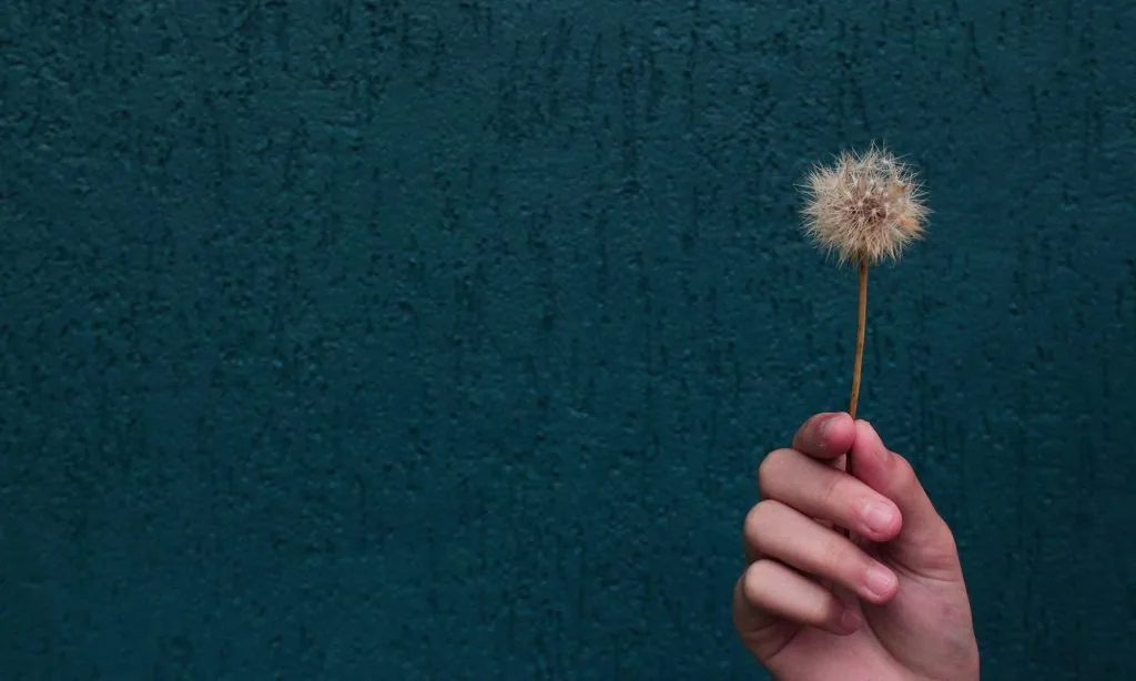 Hand met een paardenbloem-pluizenbol