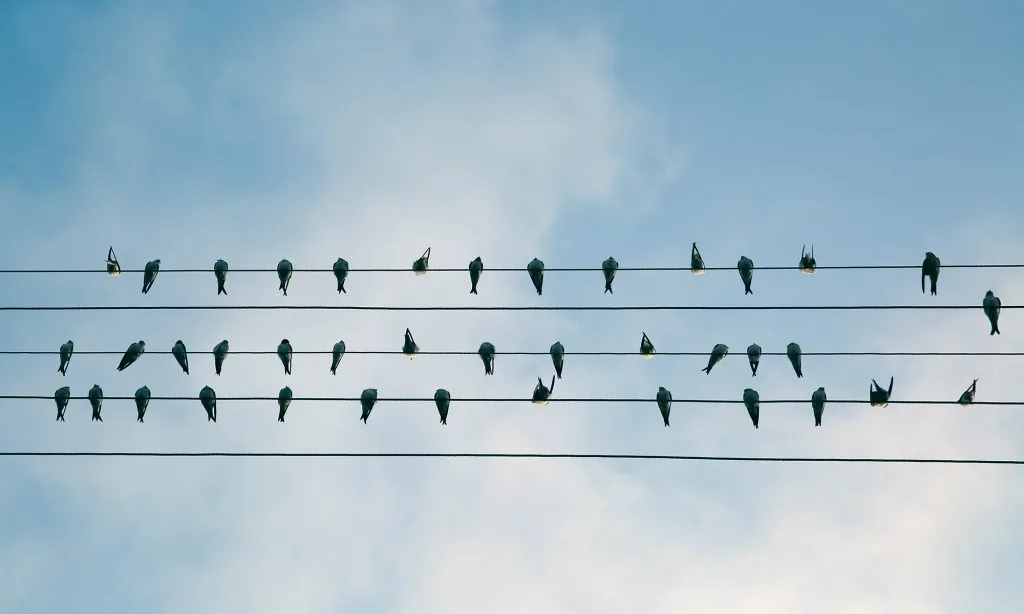Vogels op elektriciteitsdraden tegen een blauwe lucht
